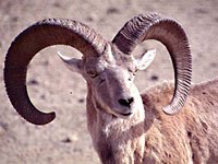 Urial