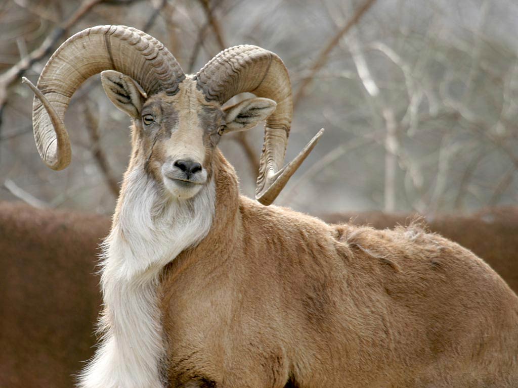 free Urial wallpaper wallpapers download