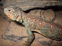 Uromastix image