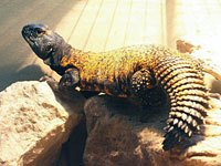 Uromastix image