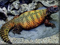 Uromastix photo