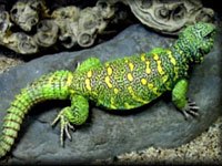 Green Uromastix