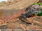 Uromastix wallpaper