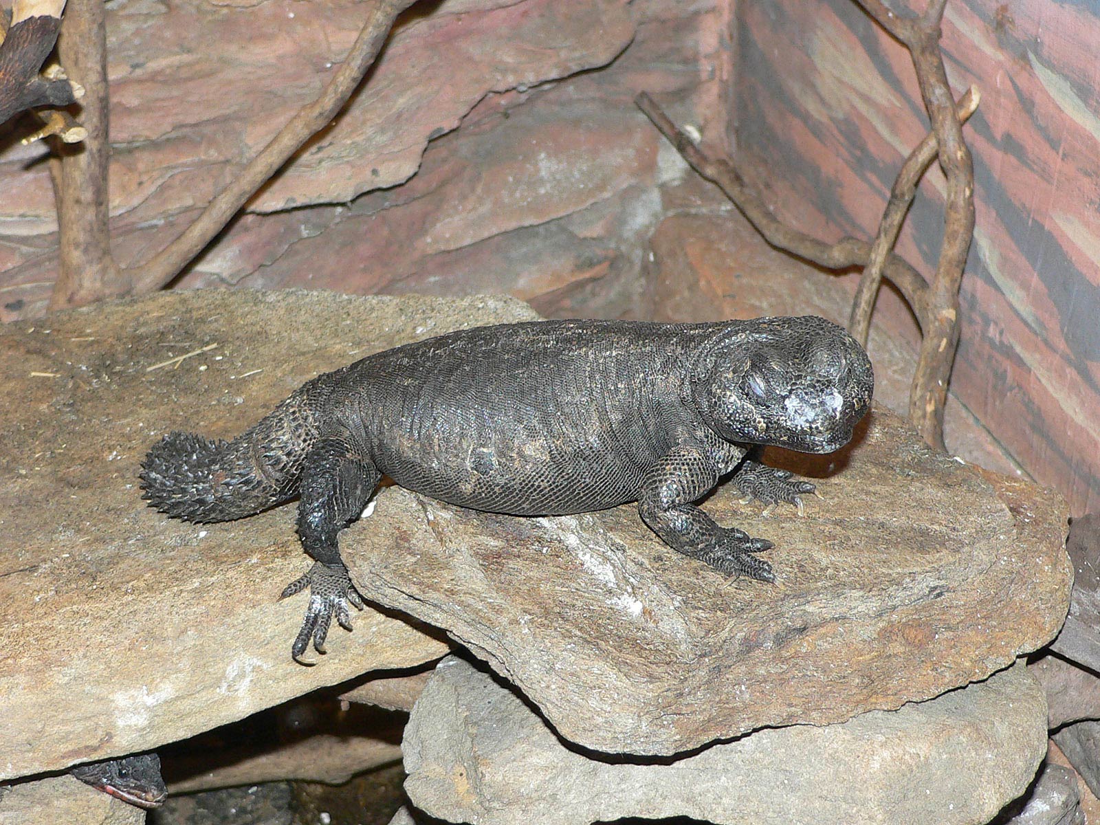 free Uromastix wallpaper wallpapers download