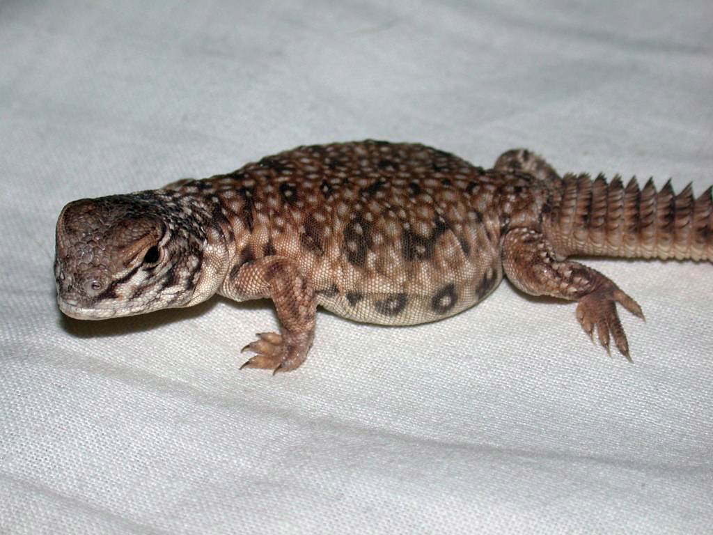 free Uromastix wallpaper wallpapers and background