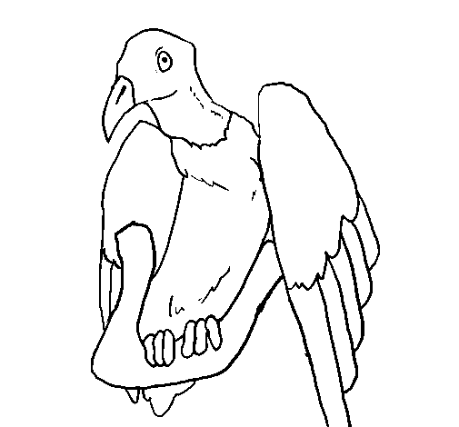 free Urubu coloring page