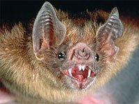 Vampire Bat with its mouth open