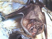 Vampire Bat photo