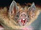 Vampire Bat wallpaper