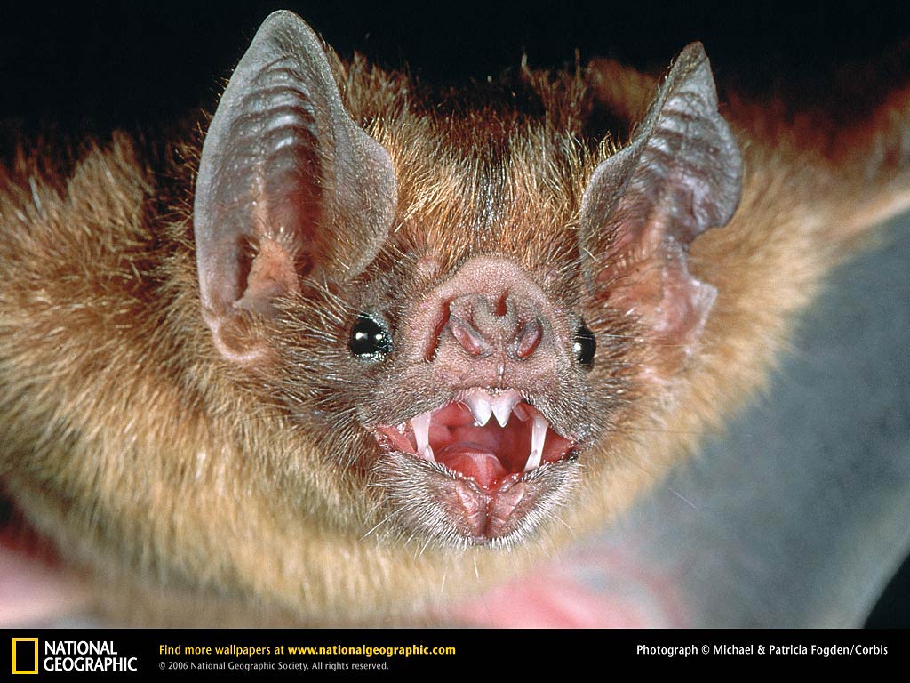 Free Vampire Bat Wallpaper download - Animals Town