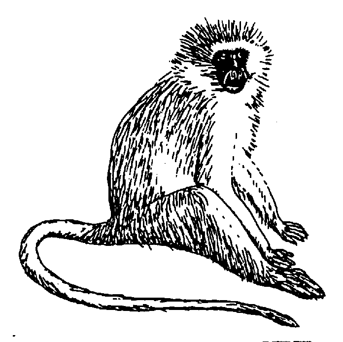 free Vervet Monkey coloring page