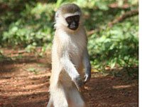 Vervet Monkey picture