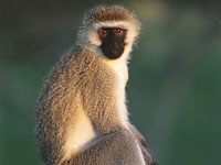 Vervet Monkey picture