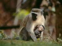 Vervet Monkey with a baby