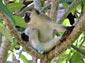 Vervet Monkey wallpaper