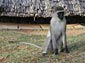 vervet monkey wallpaper