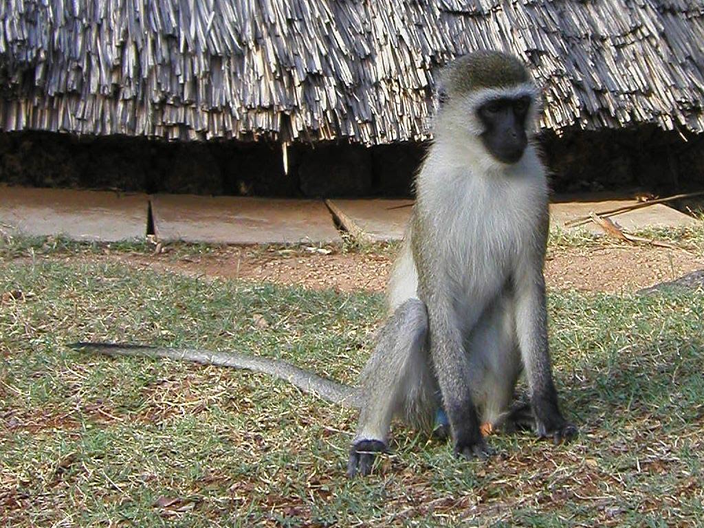 free Vervet Monkey wallpaper wallpapers download