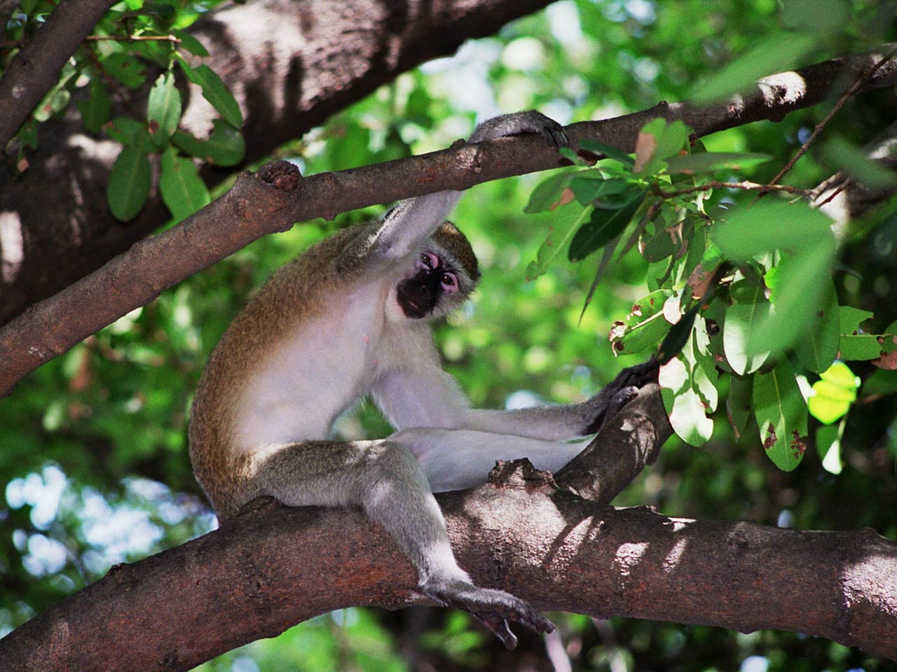 free Vervet Monkey wallpaper wallpapers download