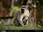 vervet monkey wallpapers