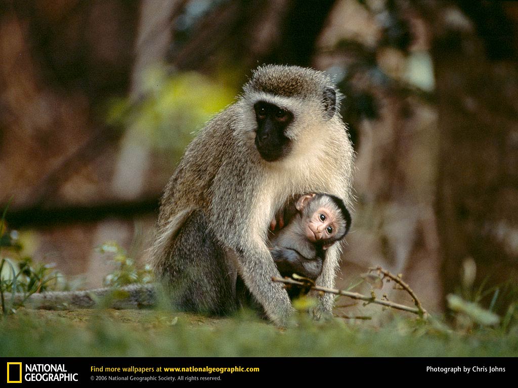 free Vervet Monkey wallpaper wallpapers and background