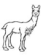 Vicuna coloring page