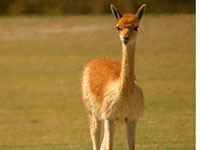 Vicuna picture