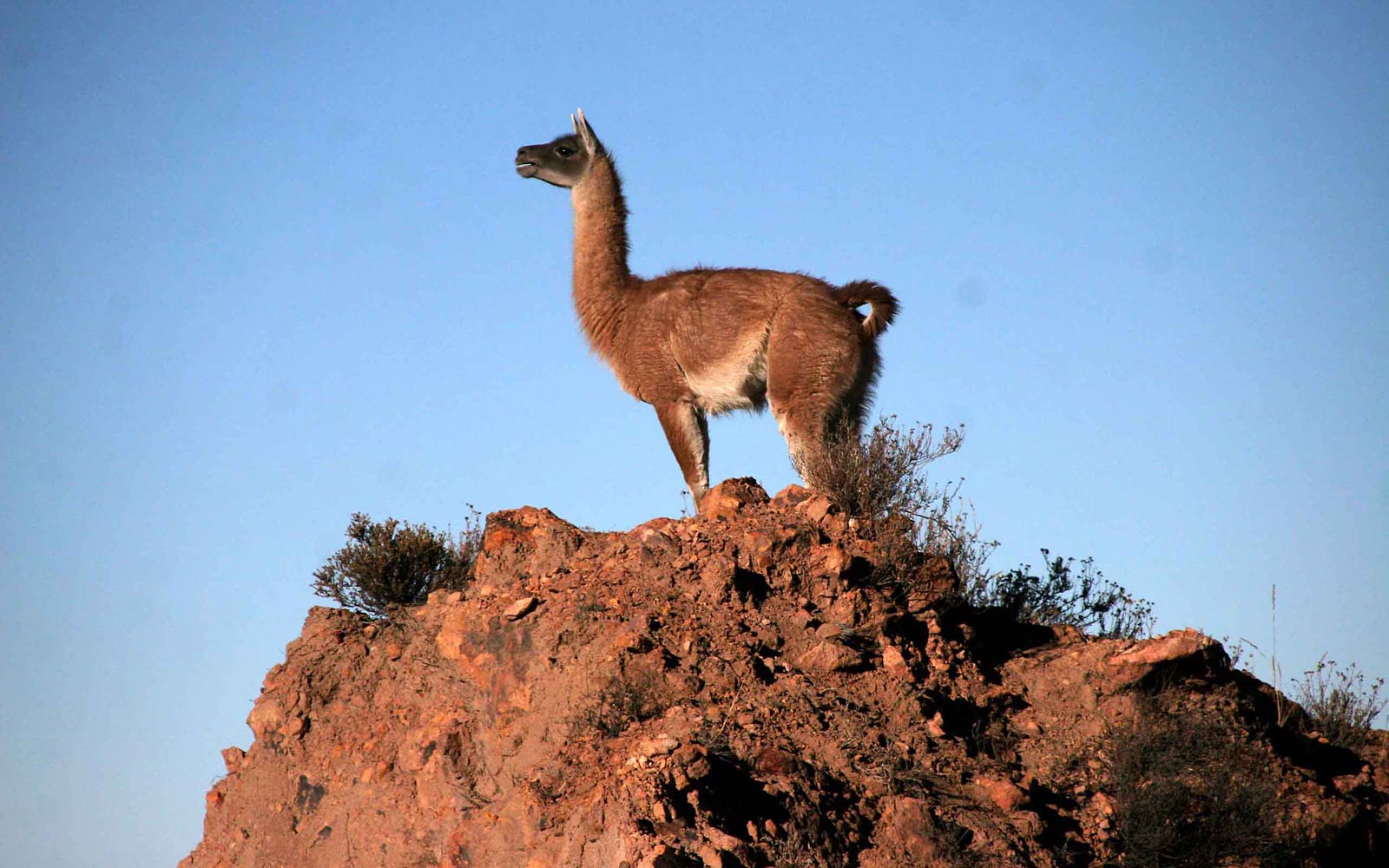 free Vicuna wallpaper wallpapers download