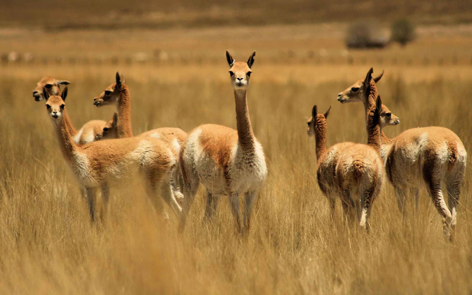 free Vicuna wallpaper wallpapers download