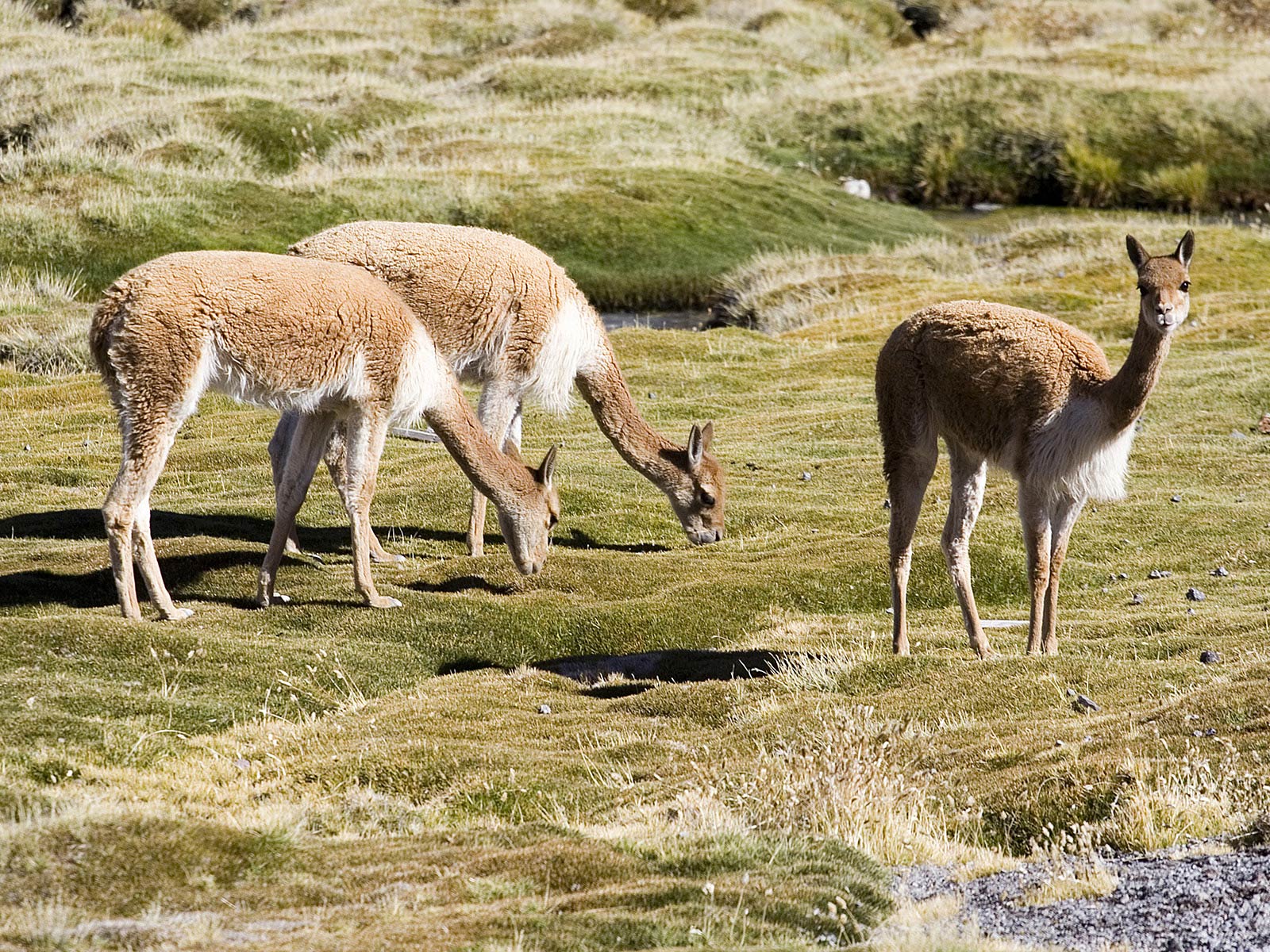 free Vicuna wallpaper wallpapers and background