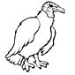 Vulture coloring page