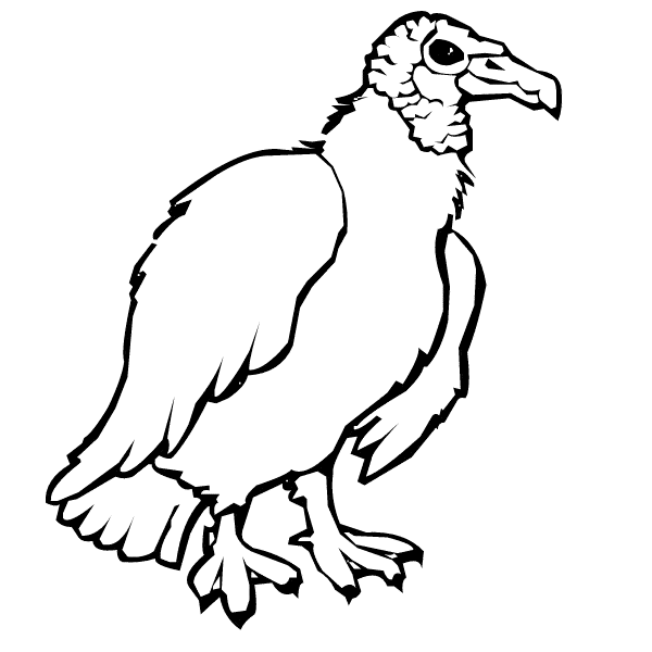 free Vulture coloring page