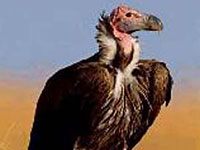 Vulture image