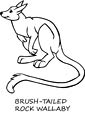 Wallaby coloring page