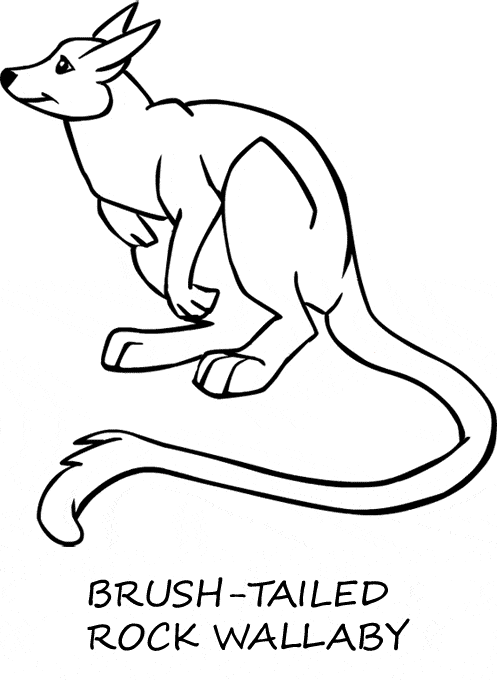 free Wallaby coloring page