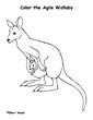 Wallaby coloring page