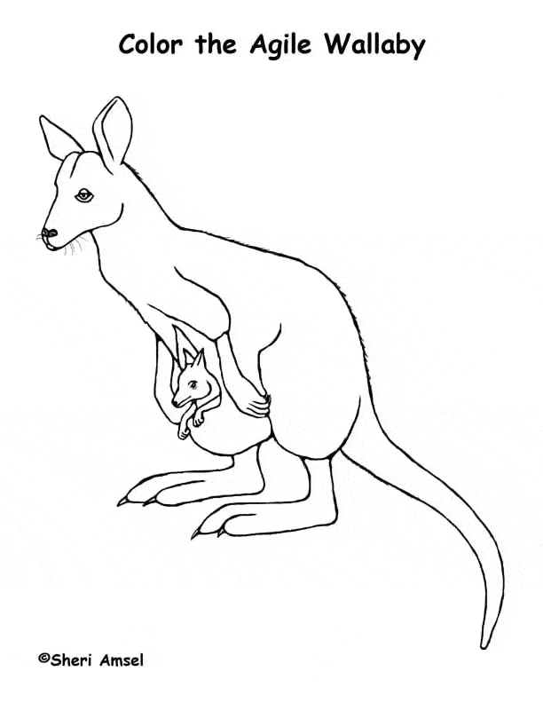 free Wallaby coloring page