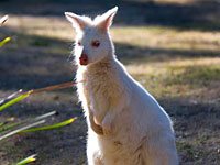 Wallaby image