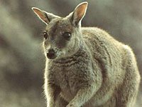 Wallaby picture