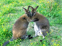 Wallaby photo