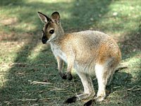 Wallaby image