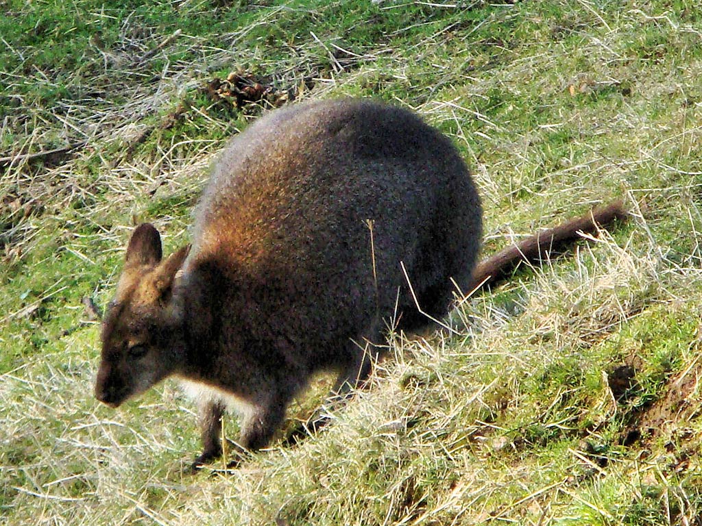 free Wallaby wallpaper wallpapers download