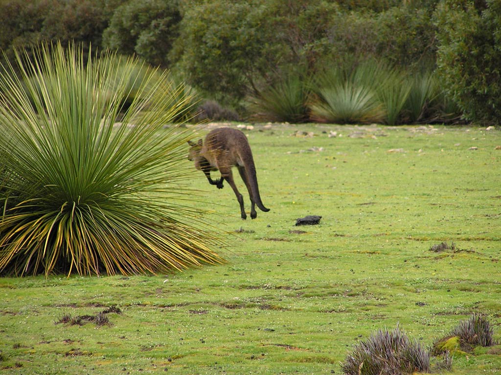 free Wallaby wallpaper wallpapers download