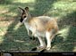 wallaby