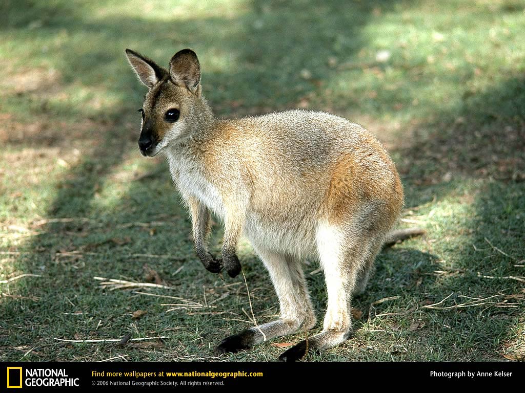 free Wallaby wallpaper wallpapers and background