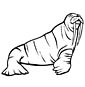 walrus