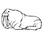 Walrus coloring page