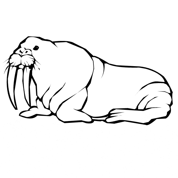 free Walrus coloring page