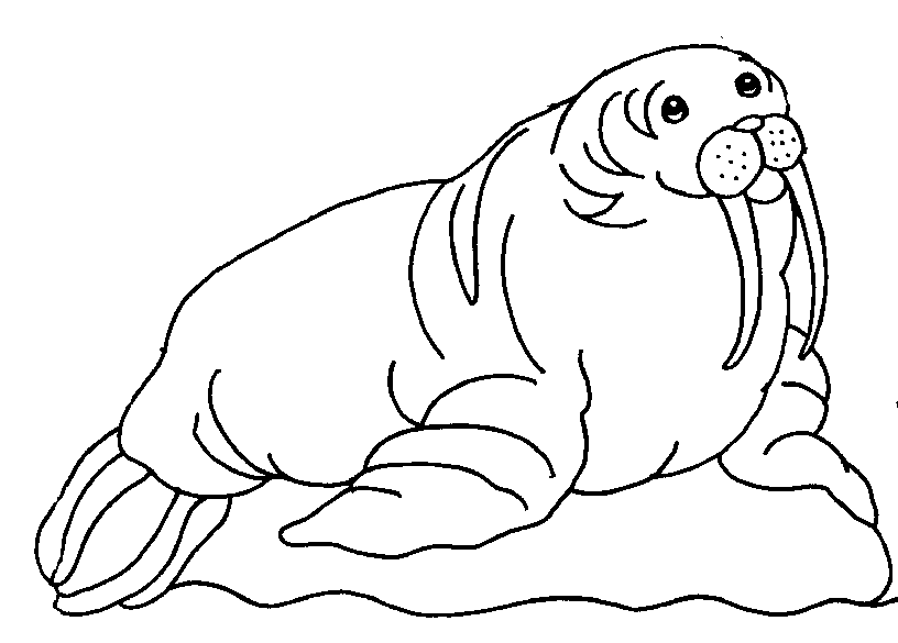 walrus animal character cartoon coloring page Векторный объект Stock Adobe Stock