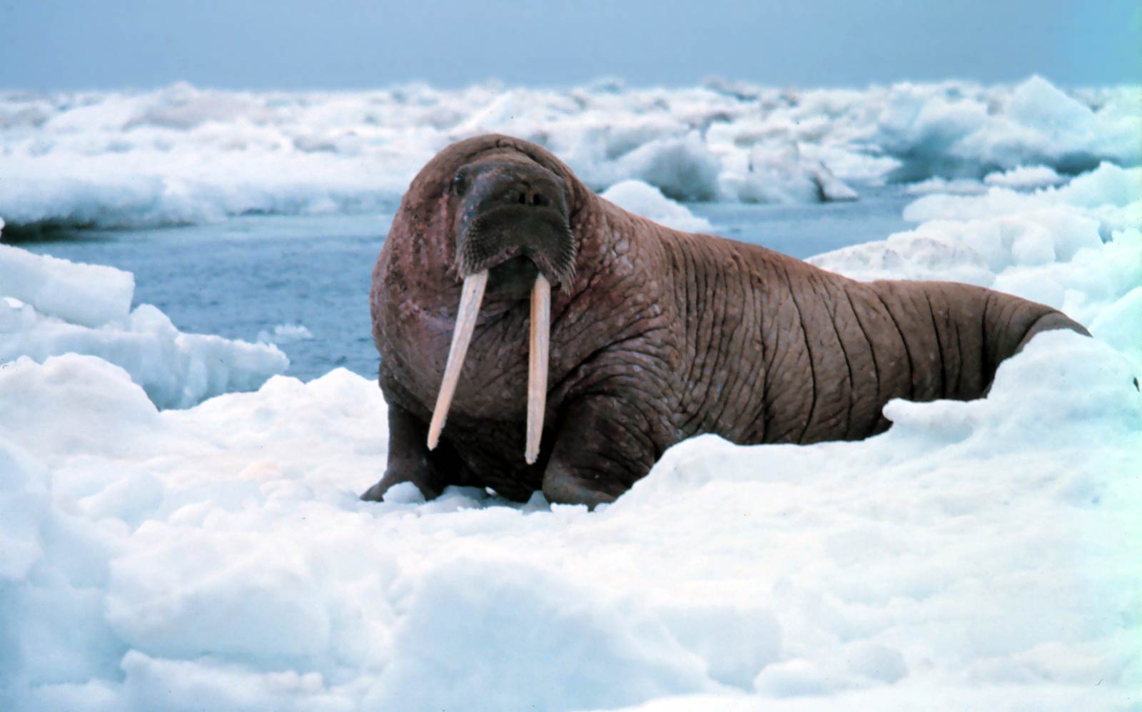 free Walrus wallpaper wallpapers download