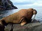 walrus wallpaper